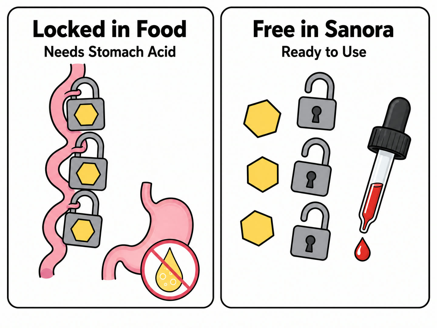Free the B12 Your Acid Reducer Leaves Locked (Why Food May Fall Short)