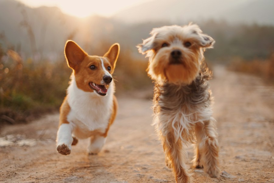 Active dog running outdoors